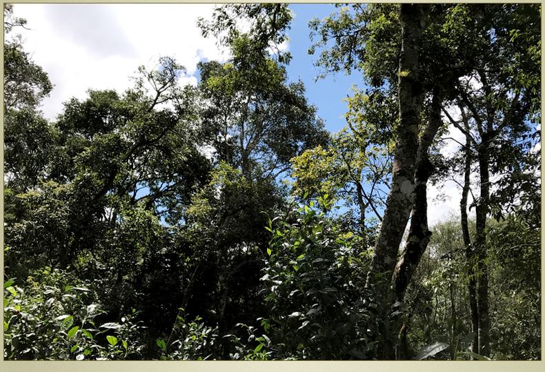 2022年大漆樹古樹春茶丨你壓根就喝不到的喉韻，它就有