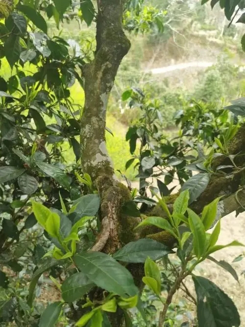 2022年彎弓古樹春茶特點？