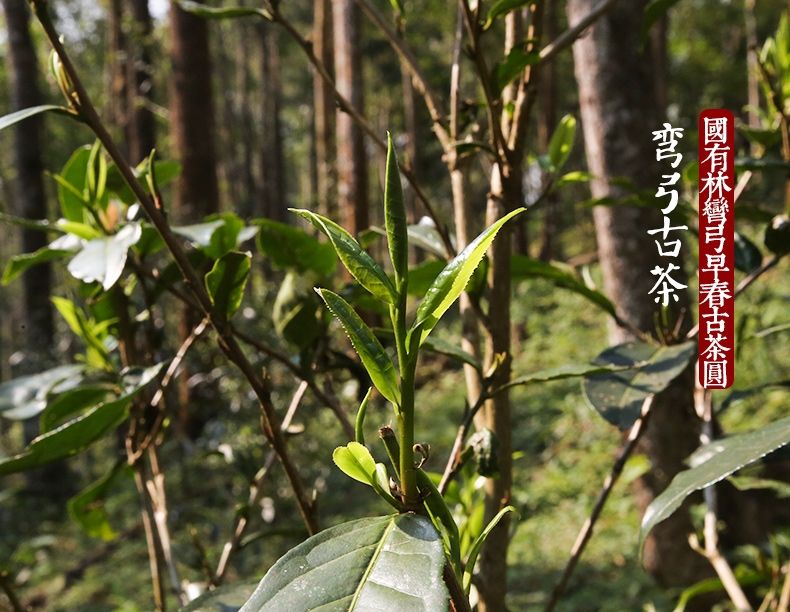 2022年彎弓大寨的古樹(shù)春茶為何如此之珍貴？