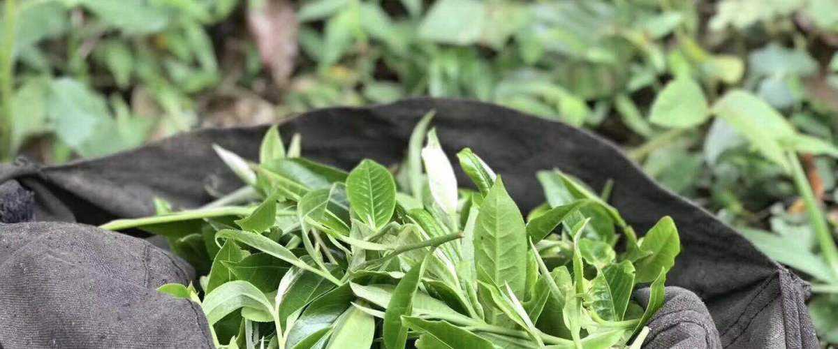 2022年白茶園古樹春茶口感？