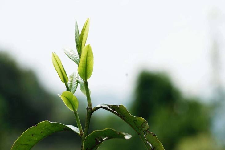 2022年白茶園古樹春茶品鑒！