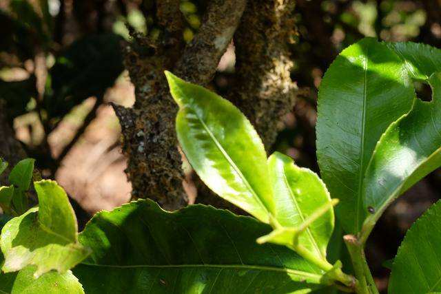 2022年白茶園古樹春茶價(jià)格？