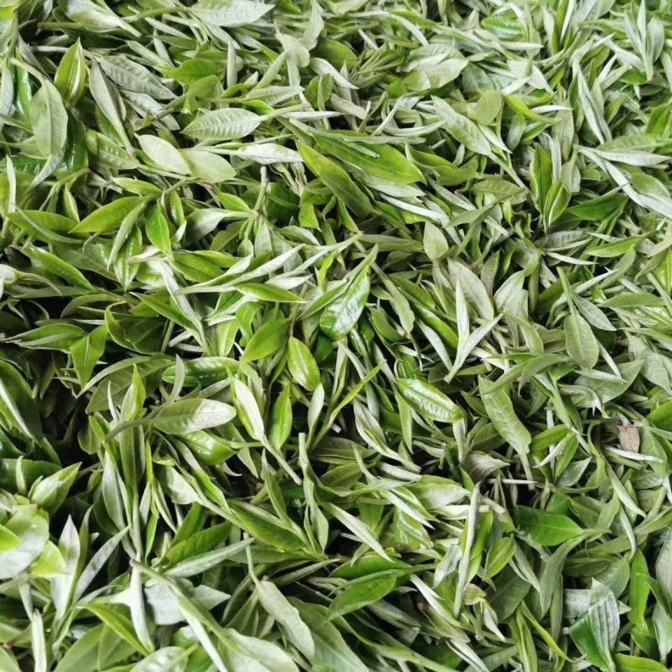 2022年白茶園古樹春茶多少錢一公斤？