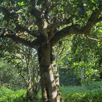 2022年鳳凰窩古樹春茶多少錢一公斤？