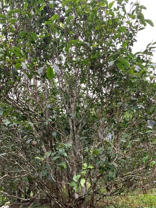 2022年刮風(fēng)寨茶王茶古樹春茶口感？