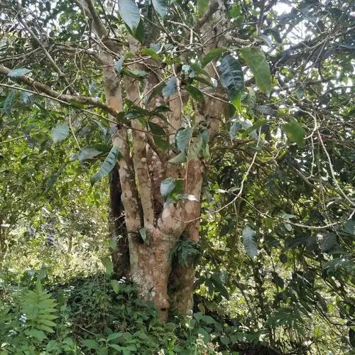 2022年刮風(fēng)寨茶王樹古樹春茶價格？