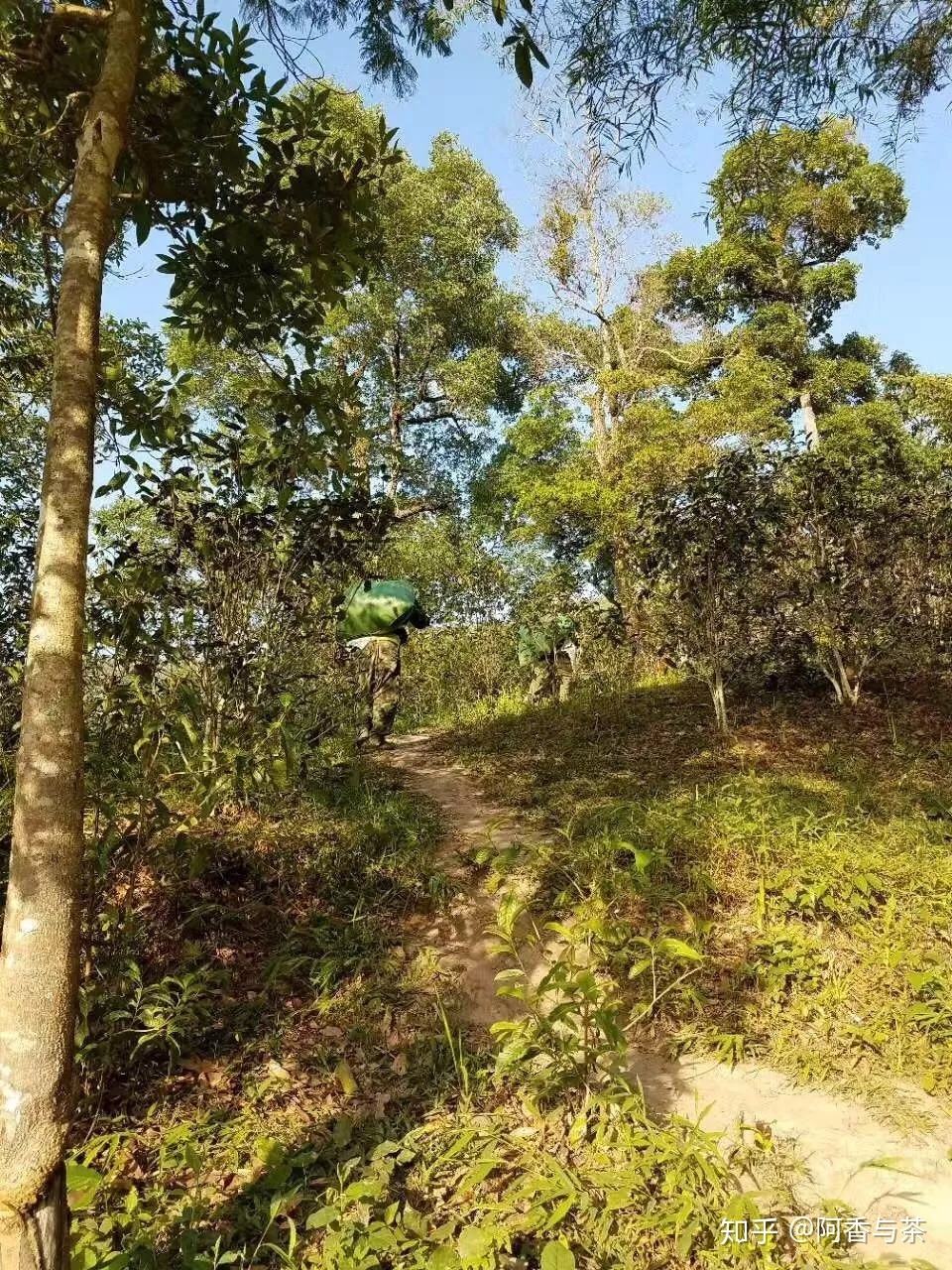 2022年刮風(fēng)寨茶王樹(shù)古樹(shù)茶多少錢(qián)一公斤？