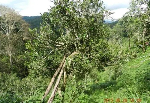 2022白沙河古樹春茶特點？