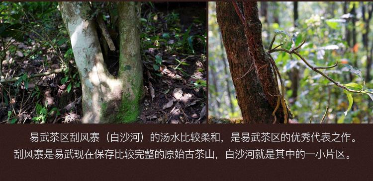 2022年白沙河古樹春茶口感？