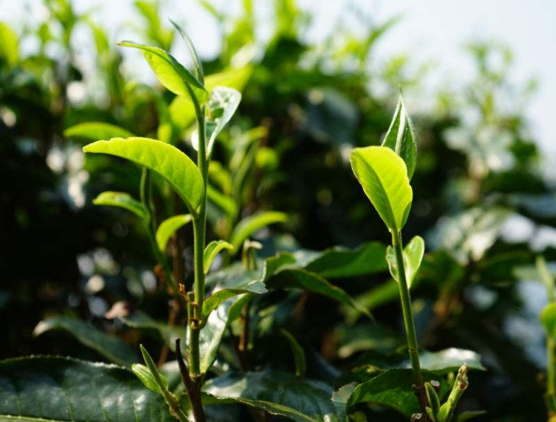 2022年國(guó)有林小眾白沙河古樹(shù)春茶