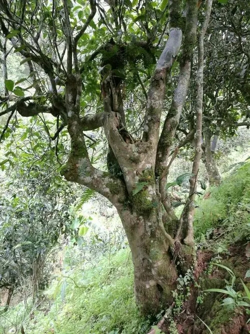 2022年黑水梁子古樹(shù)春茶特點(diǎn)？