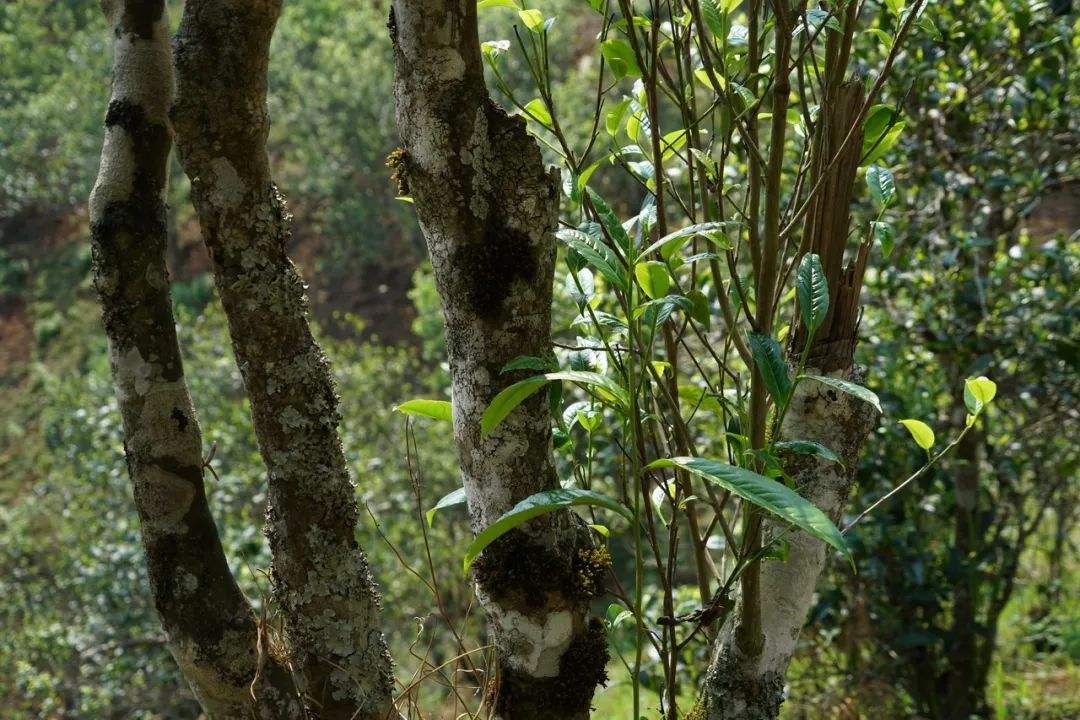 2022年黑水梁子——與你一起，走進(jìn)茶馬古道的源頭