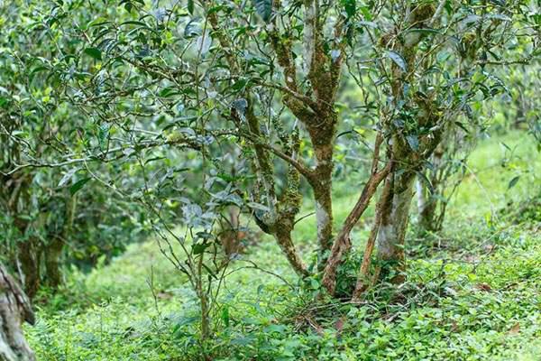 2022年刮風(fēng)寨茶坪古樹春茶口感？