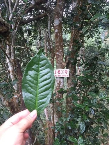 2022年薄荷塘古樹春茶價格？