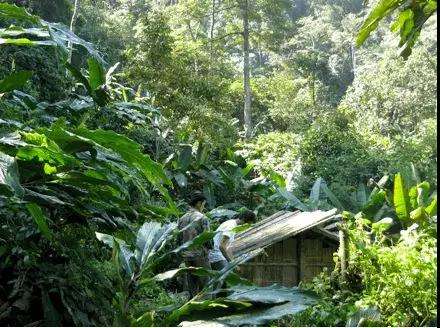 2022年薄荷塘古樹春茶多少錢一公斤？