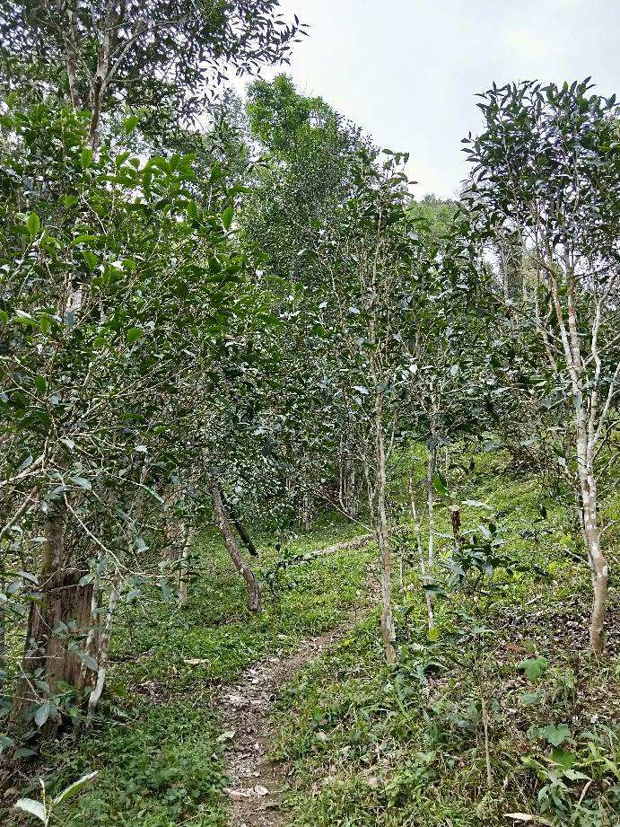 2022年多依樹古樹春茶特點？