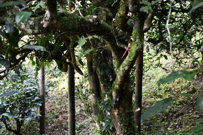 2022年多依樹古樹春茶多少錢一公斤?