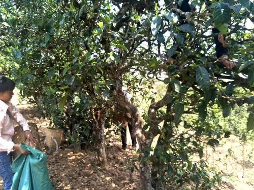 2022年易武張家灣古樹(shù)春茶特點(diǎn)？