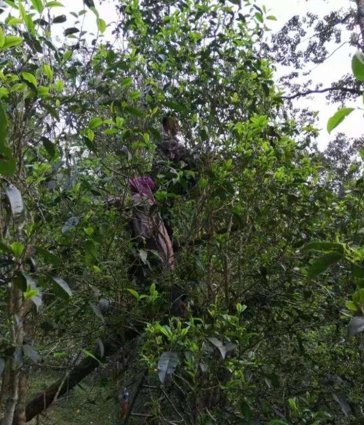 2022年一扇磨古樹春茶特點？