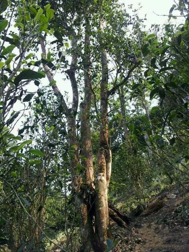 2022年一扇磨古樹春茶口感？