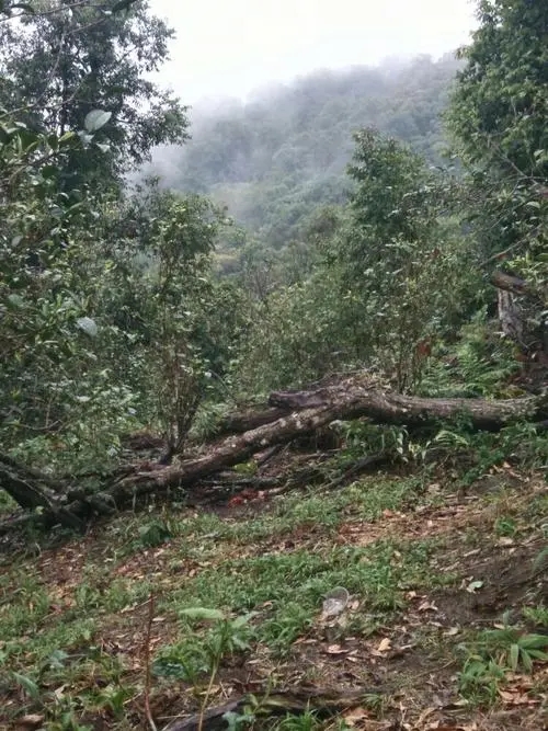 2022年一扇磨古樹春茶價(jià)格？