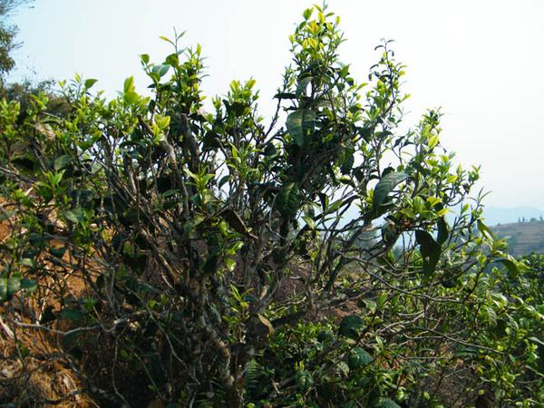 2022年香椿林古樹春茶價格？