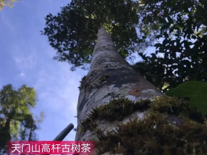 2022年天門山古樹春茶特點(diǎn)？