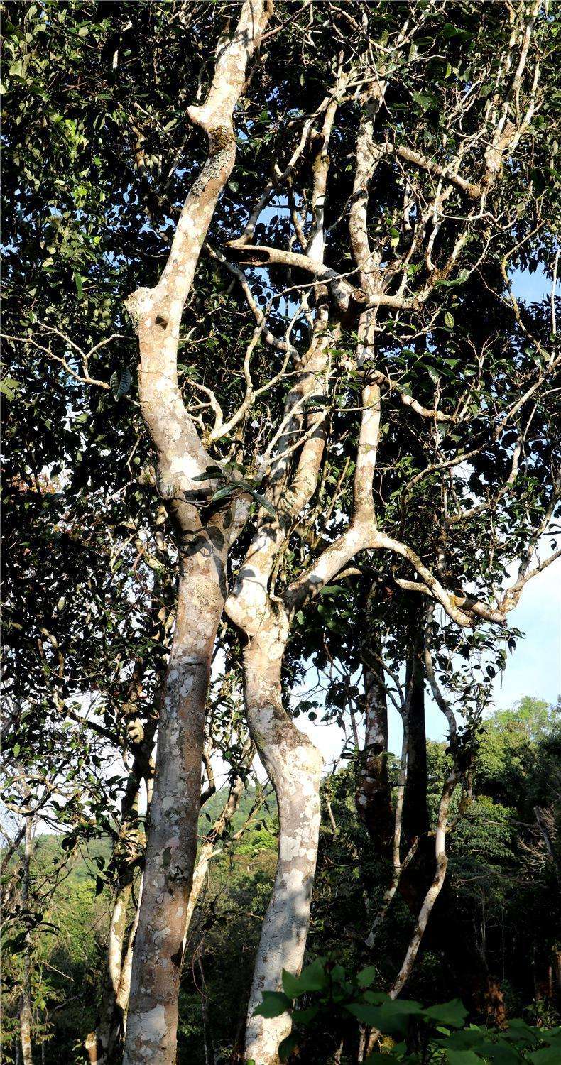 2022年天門山高桿古樹茶，神秘存在的好茶