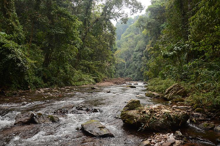 2022年銅箐河古樹(shù)春茶特點(diǎn)？
