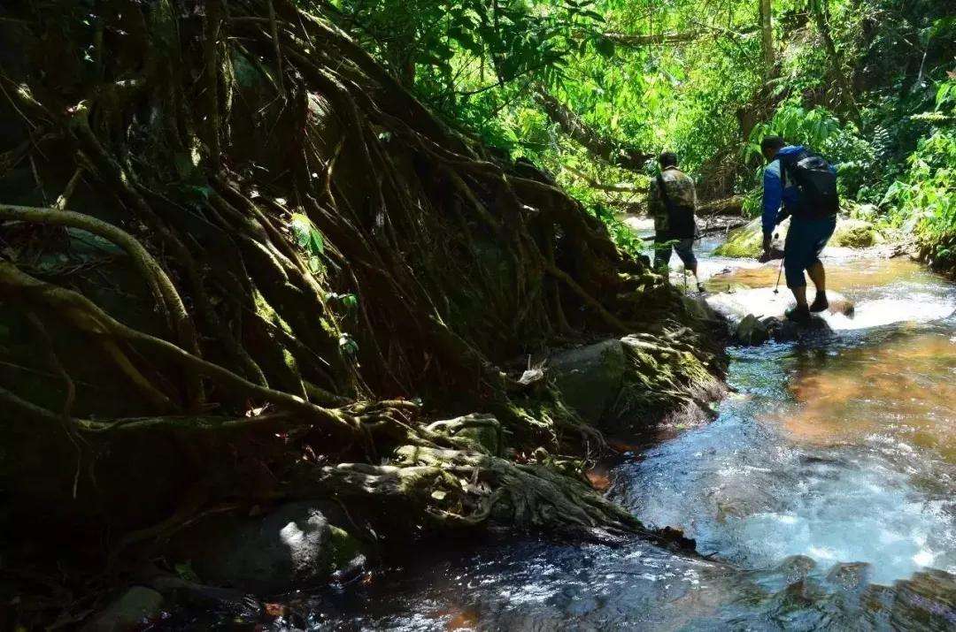 2022年銅箐河古樹春茶價格？