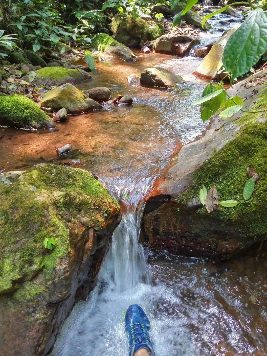 2022年銅箐河古樹春茶多少錢一公斤？