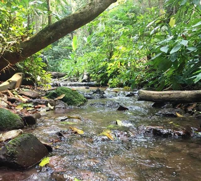 2022年情深所至 唯有銅箐河古樹(shù)春茶