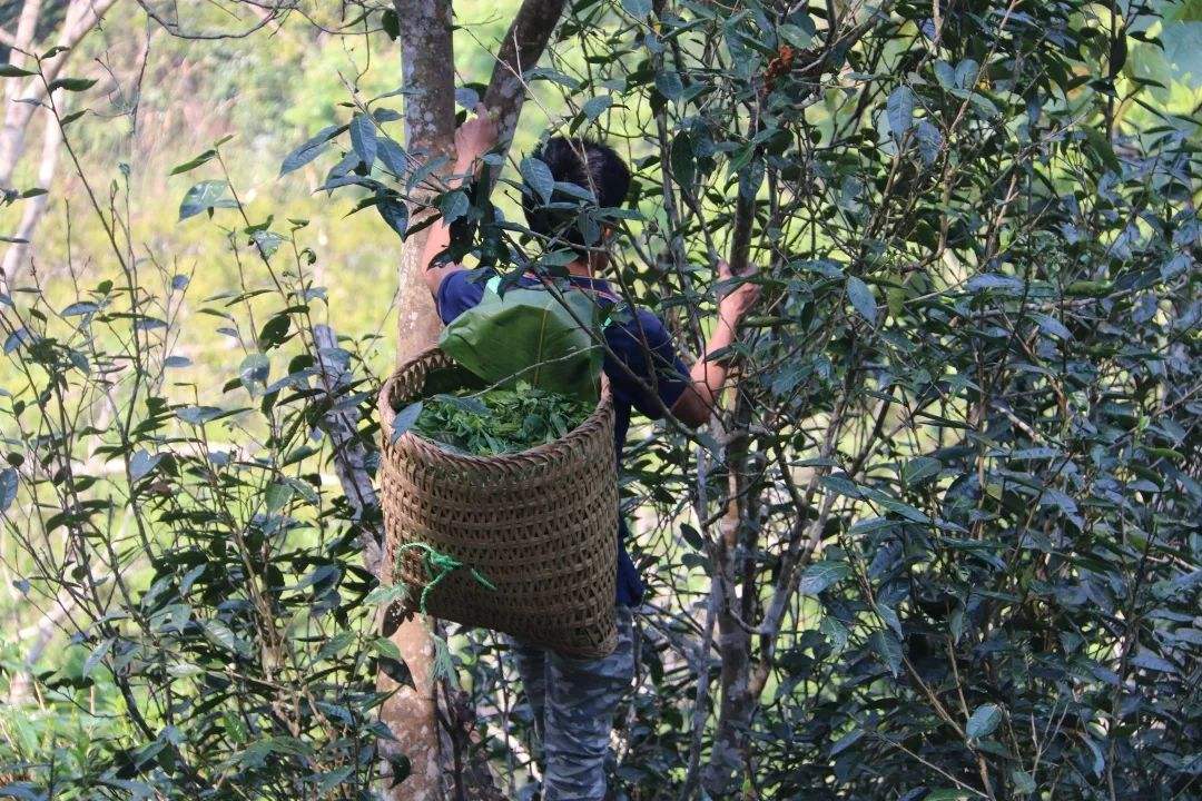 2022年百花潭古樹春茶特點(diǎn)？