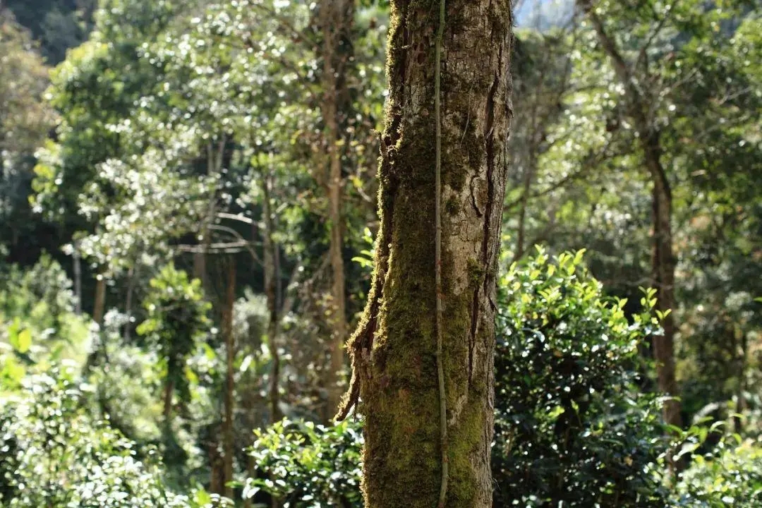 2022年百花潭古樹春茶口感？