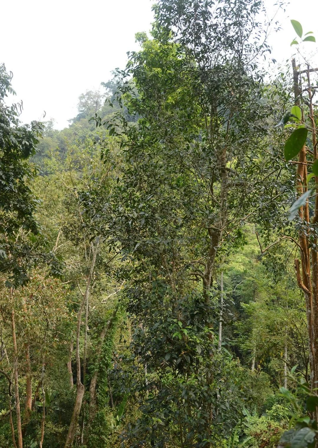 2022年百花潭古樹春茶價(jià)格?