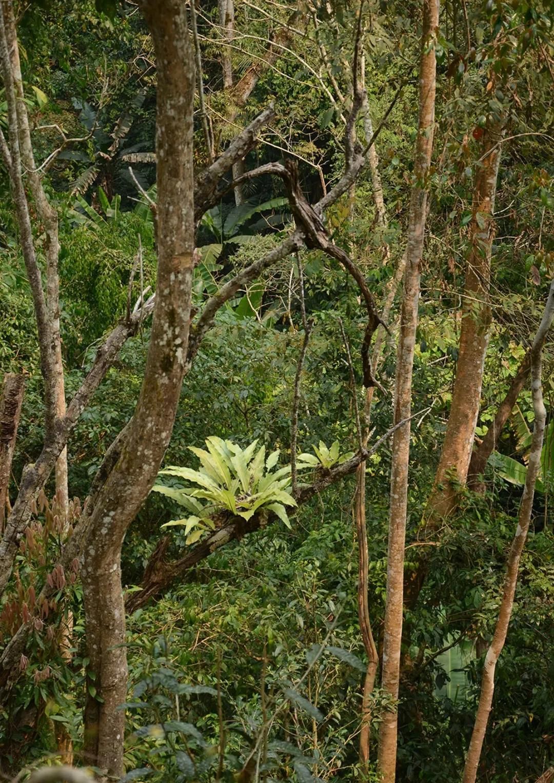 2022年百花潭古樹春茶多少錢一公斤？