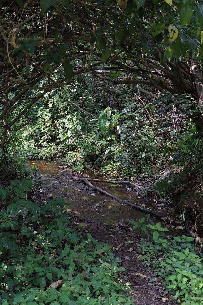 2022年蟒蛇箐古樹春茶特點？