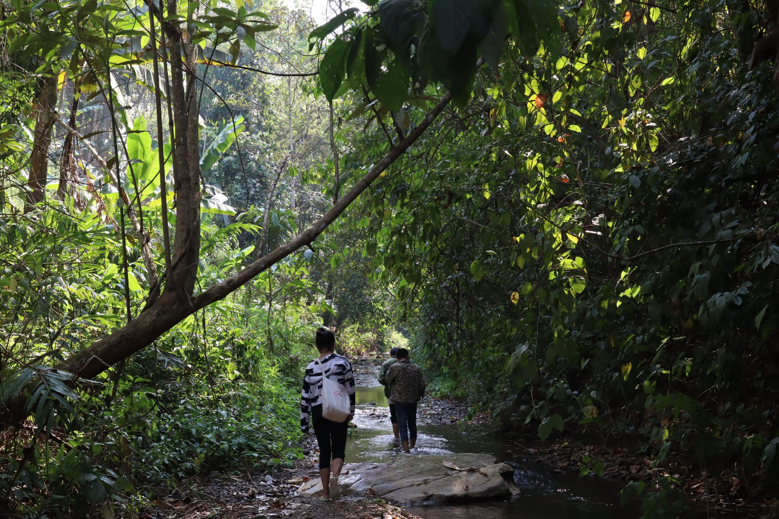 2022年蟒蛇箐古樹春茶口感？
