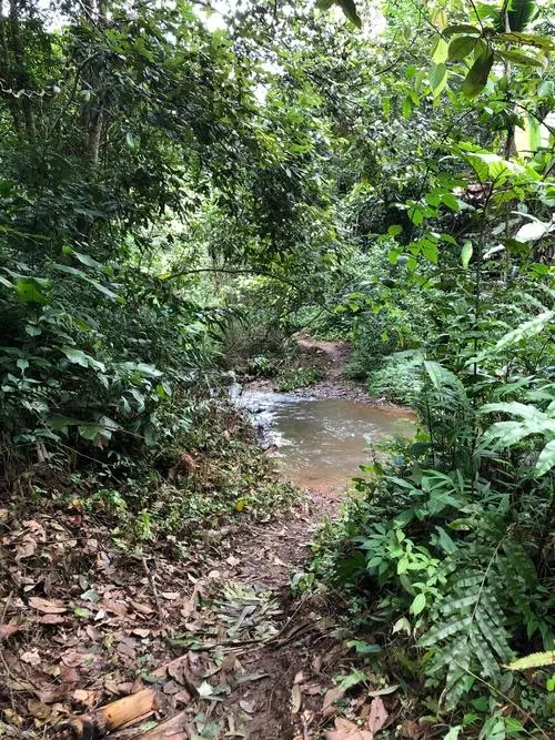 2022年蟒蛇箐古樹春茶價格？