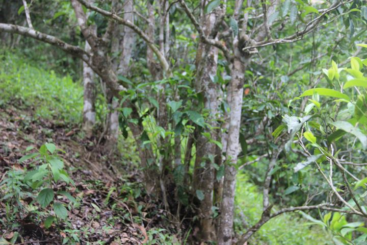 2022年銅箐河古樹春茶多少錢一公斤？