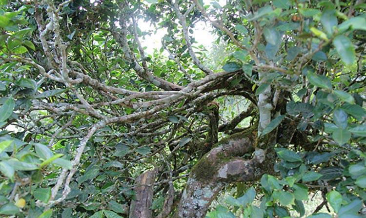 2022年倚邦曼拱古樹春茶特點？