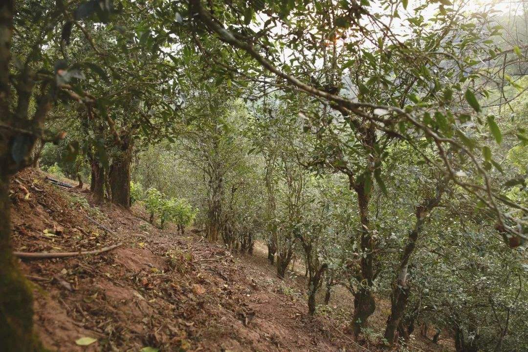 2022年倚邦曼拱古樹(shù)春茶口感？