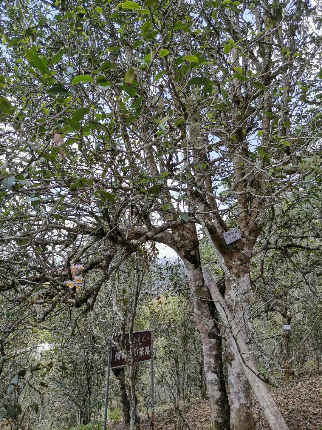 2022年大黑樹林古樹春茶特點？