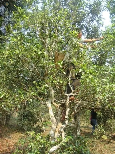 2022年蠻磚古樹春茶價格？