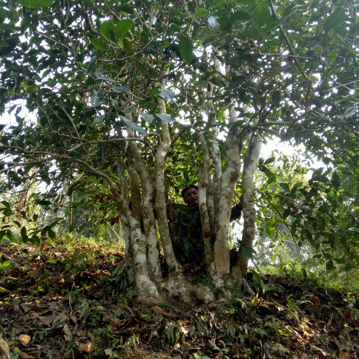 2022年蠻磚瓦龍古樹春茶特點(diǎn)？