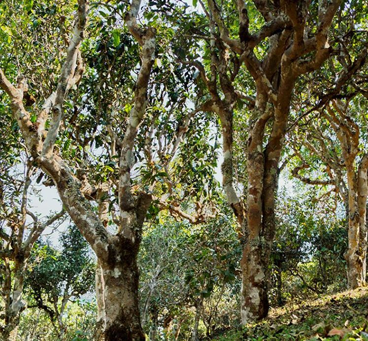 2022年蠻磚瓦龍古樹(shù)春茶價(jià)格？