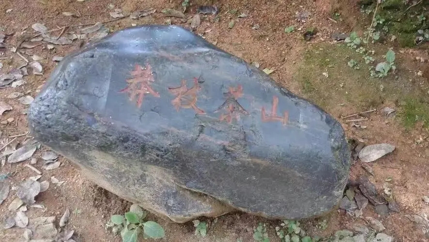 2022年莽枝古樹春茶特點(diǎn)？