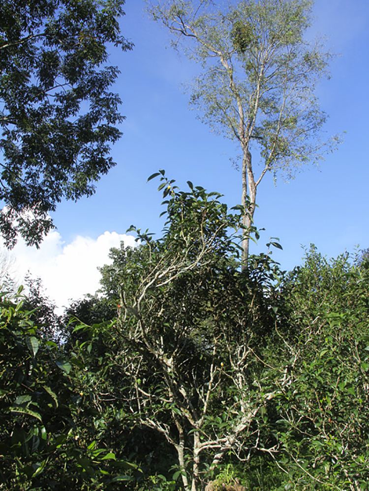 2022年莽枝古樹春茶口感？