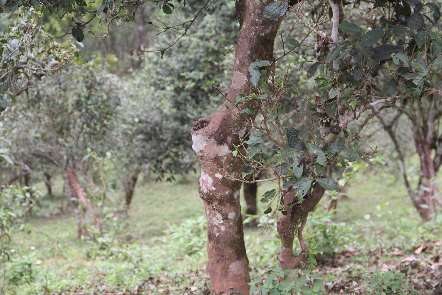 2022年莽枝古樹春茶價(jià)格？