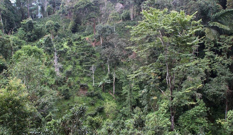 2022年攸樂古樹春茶價格？